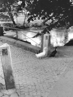 Canards (Froyennes, Bel.)
