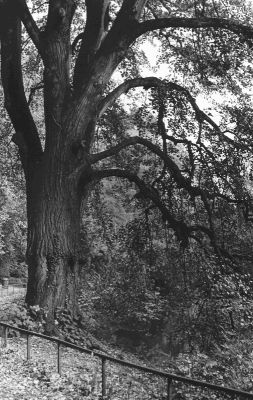 Arbre
