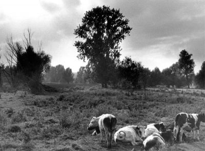 Rumillies (B)
Photo prise fin d'après-midi, ciel menaçant au loin, mais soleil sur place. Dynax 60, 28-100,  HP5+, dev.+tirage produits Ilford, Opemus 6.Très légères retouches avec  Gimp pour supprimer fil barbelé sur vaches et cheveu dans le ciel.
