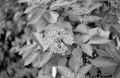 N121_0009_p.jpeg
