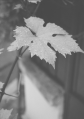 IMG_0019~1.png