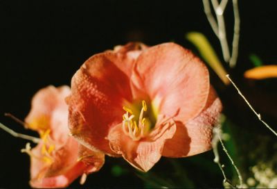 Premier essai à l'OM-10
Mots-clés: om-10 olympus fleur macro orange