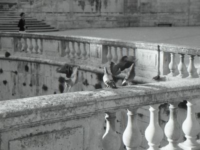 Nimes_pigeons.jpg