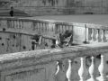 Nimes_pigeons.jpg