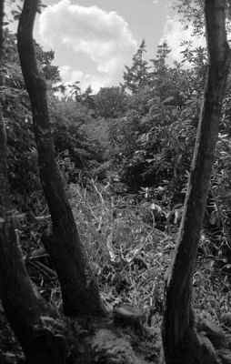 trix_rodinal_1+50_entrelesa.jpg