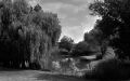trix_rodinal_sd_etang.jpg