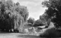 trix_rodinal_sd_etang2.jpg