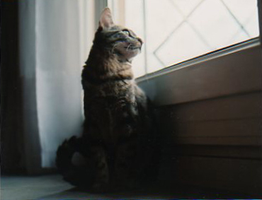 mon chat "capuche"
mamiya rz67
