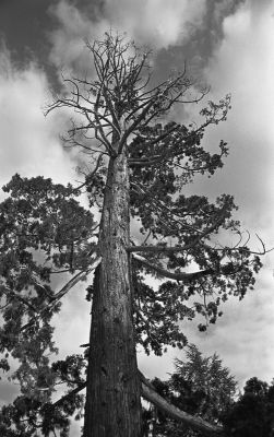 sequoia-cantalou
