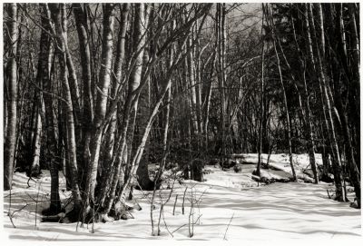 Foret
