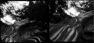 arbre_au_carré_006.jpg