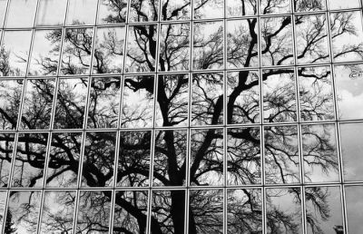 arbre_reflets_img025.jpg