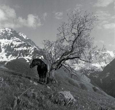 cheval_arbre_02.jpg