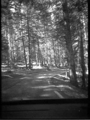 foret
