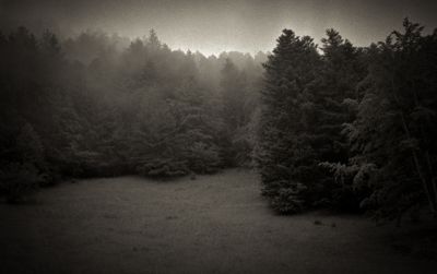 sombre foret
