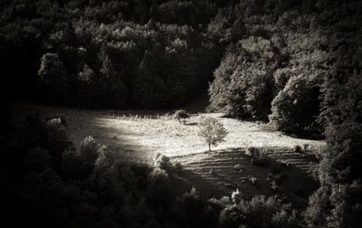 sombre foret

