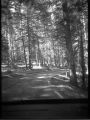 foret.jpg