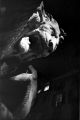 lion.jpg