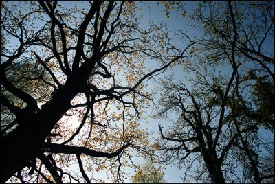 arbre_abbaretz01.jpg