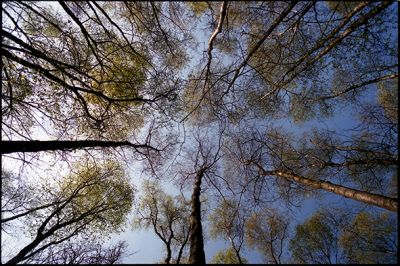 arbre_abbaretz02.jpg