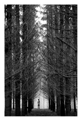 arbre_ctre_jour001.jpg