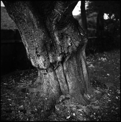 arbre_freigné.jpg