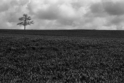 arbre_le_pin~0.jpg