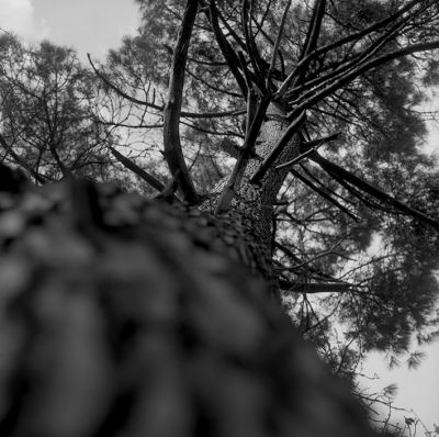 arbre_moisdon.jpg