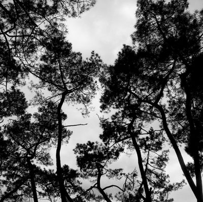arbre_moisdon_02.jpg