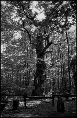 arbres_a_clous_06.JPG