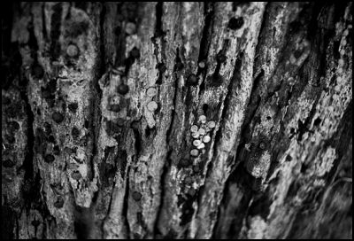 arbres_a_clous_08.JPG