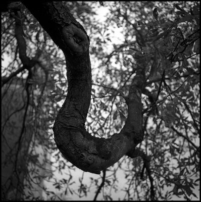 arbre~0.jpg