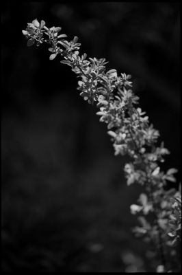 bokeh_02.jpg