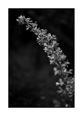 bokeh_02~0.jpg