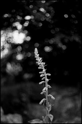 bokeh_summicron_02.jpg