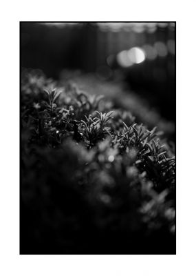 bokeh~0.jpg
