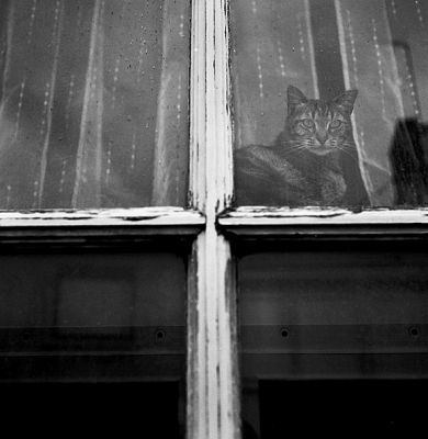 chat_vitre.jpg
