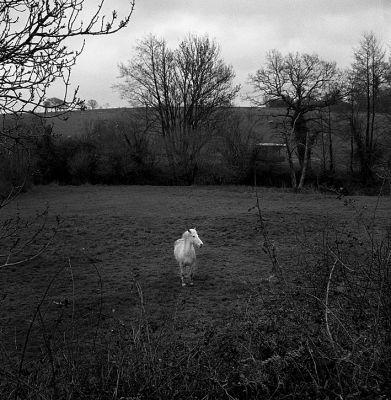 cheval_blanc.JPG
