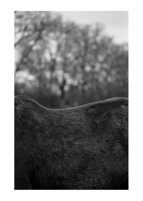 cheval_le_pin_01.jpg