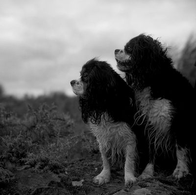 chiens.jpg
