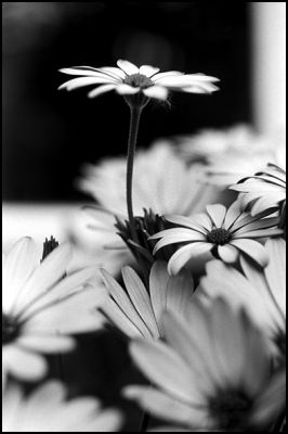 fleurs02.jpg