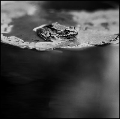 grenouille002.jpg
