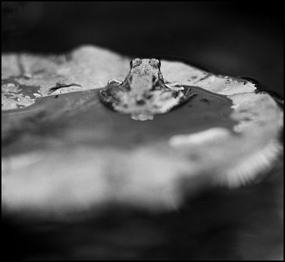 grenouille003.jpg