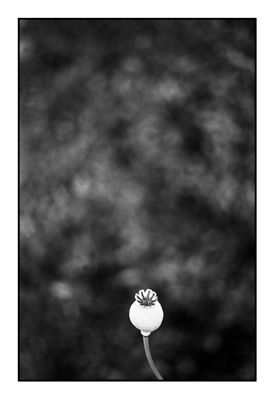 le_pin_18_juin007.jpg