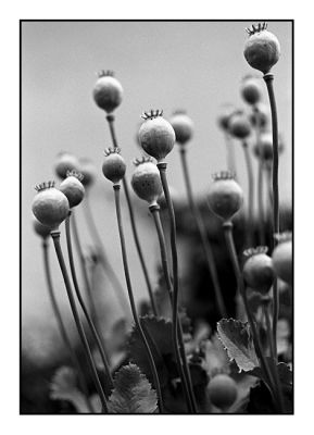 le_pin_18_juin008.jpg