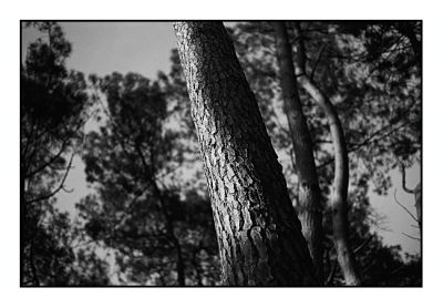 le_pin_27_juin_2010005.jpg