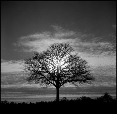 le_pin_arbre_01_copie.JPG