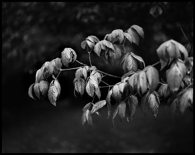pentax_67013.jpg