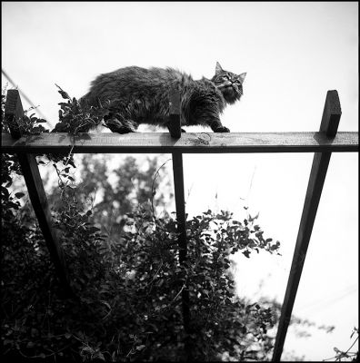 rollei002.jpg