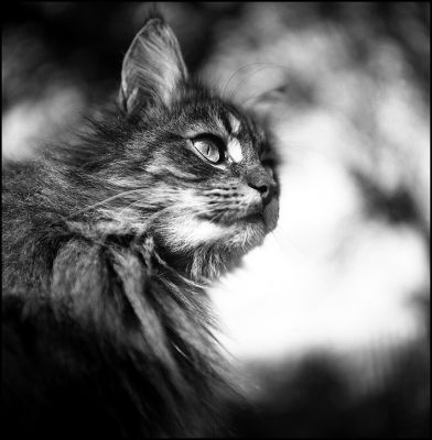 rollei004.jpg